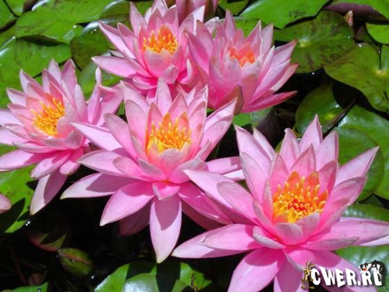 Water Lilies Wallpapers