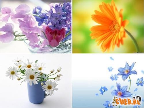 Wallpapers - Flowers