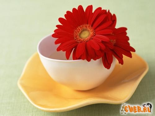 Wallpapers - Flowers