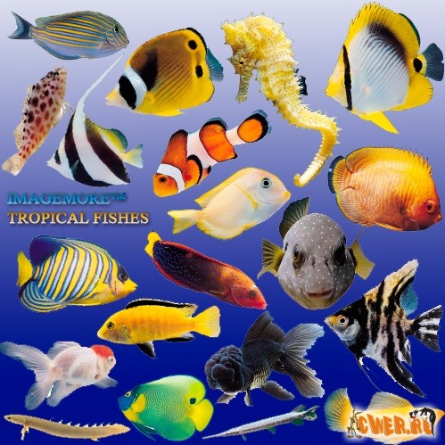 ImageMore™ Tropical Fishes