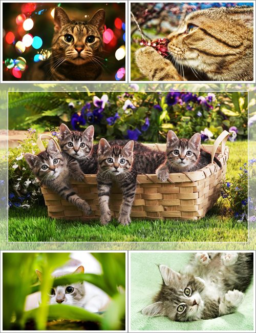 Wallpapers - Funny Cats Pack
