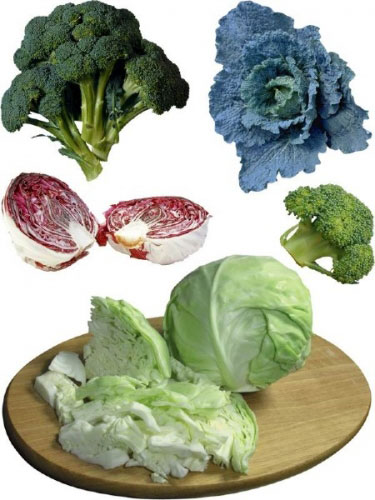 Stock Photo. Cabbage