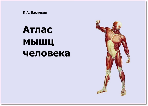 П. А. Васильев. Атлас мышц человека