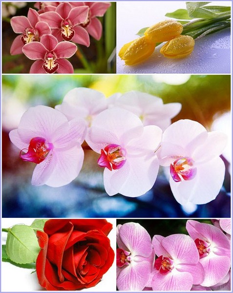 Flowers Desktop Wallpapers