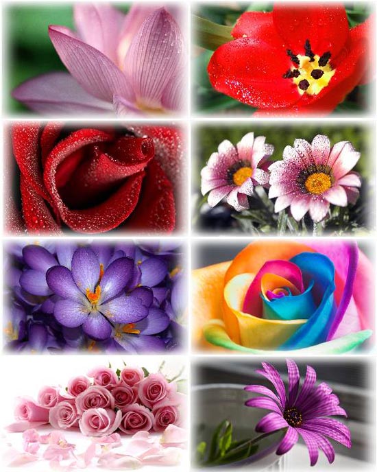 Amazing Flowers Wallpapers