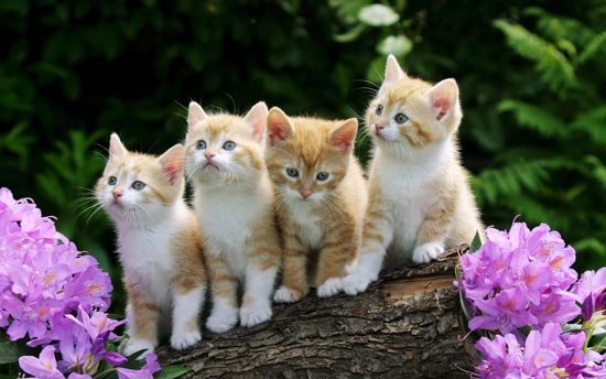 Cute Cats Wide Screen Wallpapers