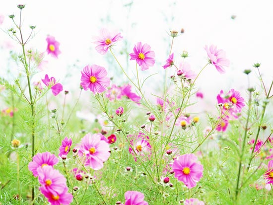 Beautiful Flowers Wallpapers