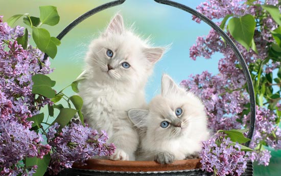 Cute Cats Wide Screen Wallpapers