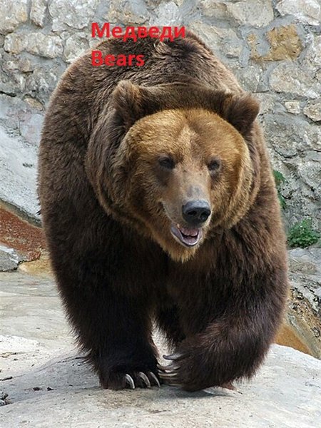 М.А. Вайсфельд. Медведи: бурый медведь, белый медведь, гималайский медведь