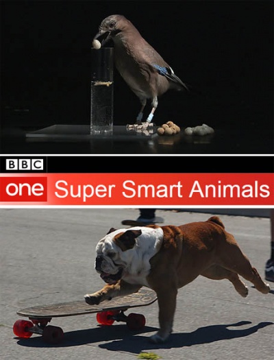 Самые умные животные