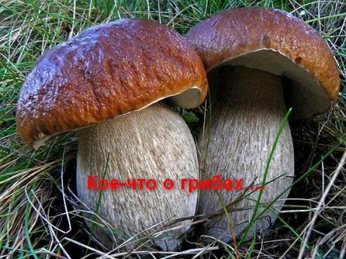 Кое-что о грибах