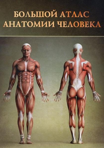 bolshoy-atlas-anatomii-cheloveka