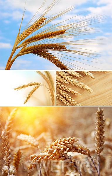 Колосья и зерна пшеницы