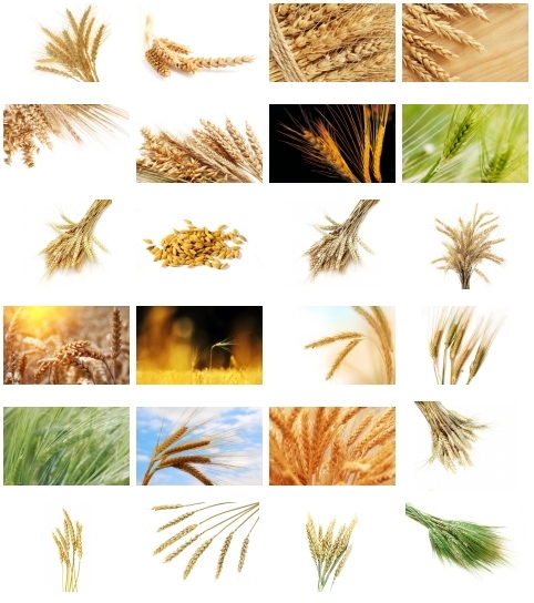 Колосья и зерна пшеницы2