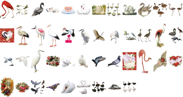 Аисты, цапли, фламинго, лебеди и голуби1