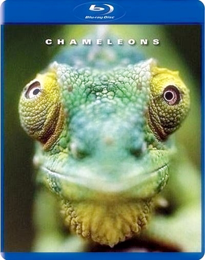 Хамелеоны мира / Chameleons of the world