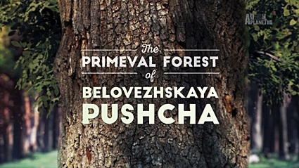 Беловежская пуща: Первозданный лес