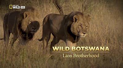 Дикая Ботсвана: Братство львов