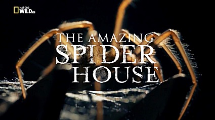 Дом пауков