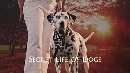 Таинственная жизнь собак