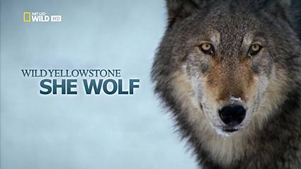 Дикий Йеллоустоун: Волчица