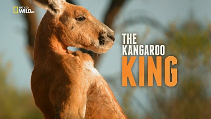 Король кенгуру